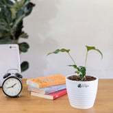 Anthurium Brownii, with 5.5 Inches White Decor Pot